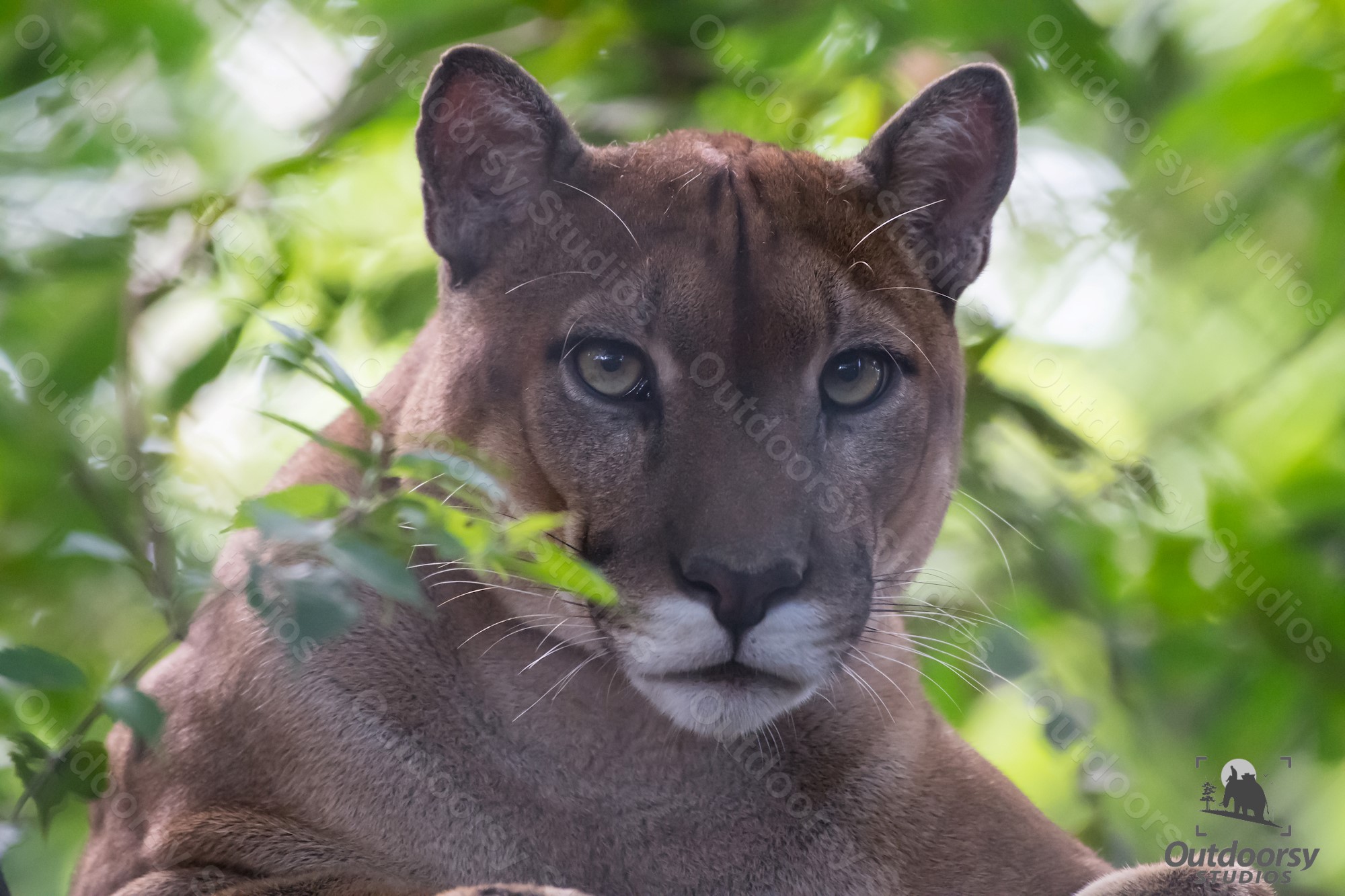 Costa Rican Puma, Costa Rica 